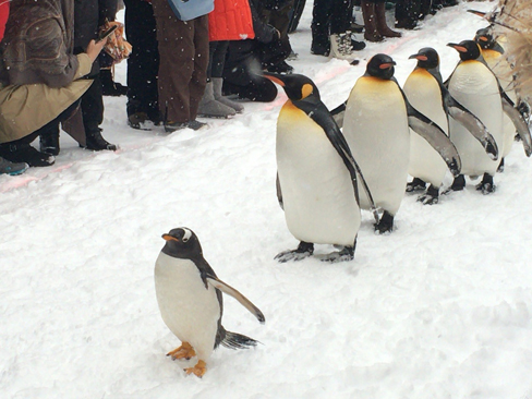 Yahoo!JAPAN TOPページに掲載された「ペンギンの散歩」の写真